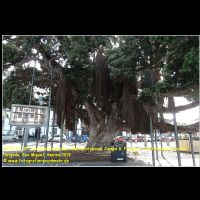 35951 02 007 Neuseelaendischer Wehnachtsbaum, Campo S. Franciso, Stadtrundgang, Ponta Delgada, Sao Miguel, Azoren 2019.jpg